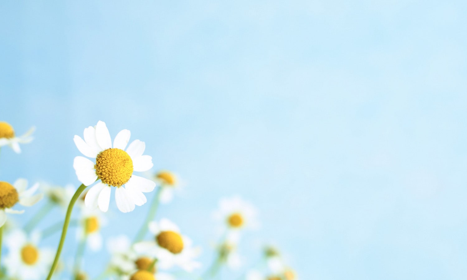 ケアビューティ銀の実2