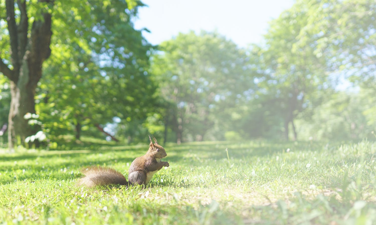 ケアビューティ銀の実4